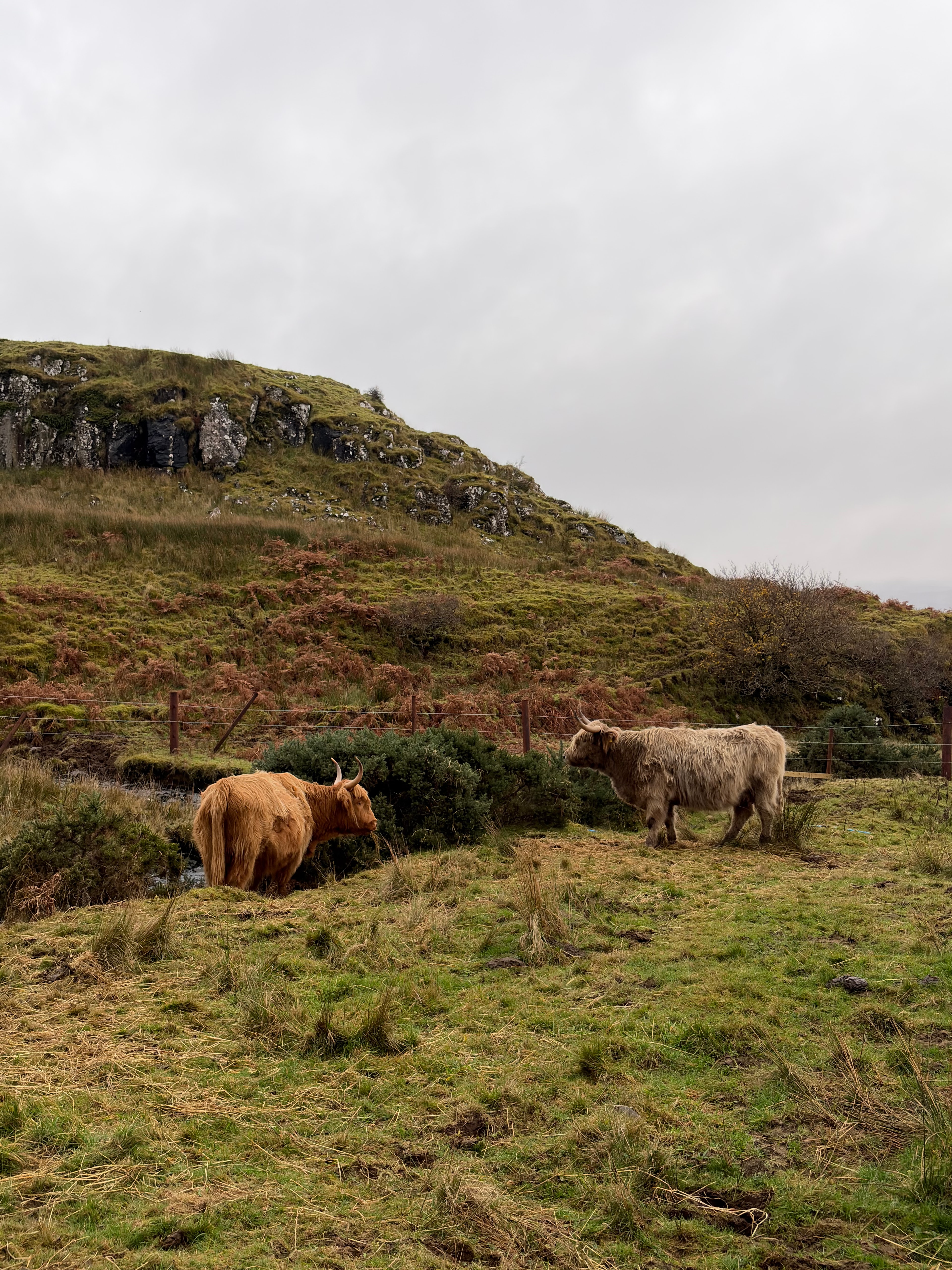 A cow encountered while travelling